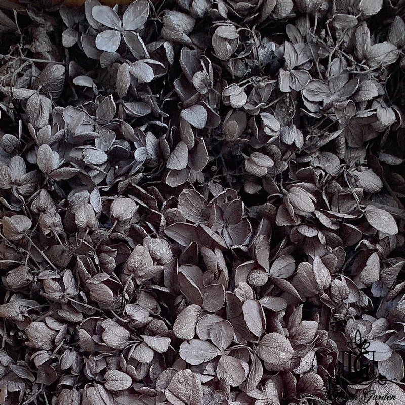 🇸🇬[SG Stock]Preserved Flowers Grade A Preserved Hydrangea Singapore Local Wholesalers Home Decoration/DIY/Wedding