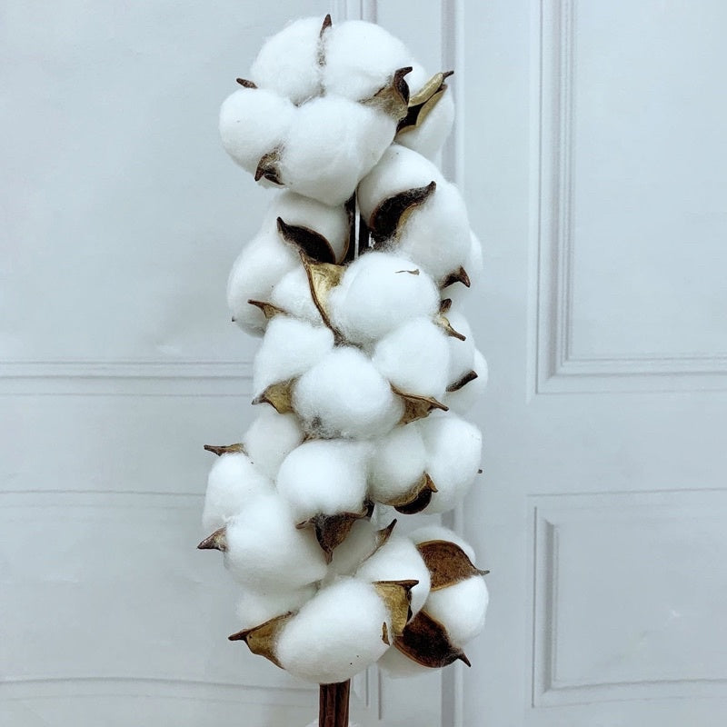 Preserved Flowers Cotton Flowers | DreamGarden SG