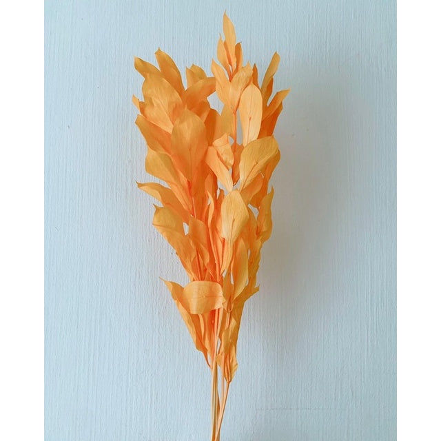 🇸🇬[SG Stock]Preserved Flowers Dried Flowers Preserved Ruscus Israeli Singapore Local Home Decoration/DIY/Wedding