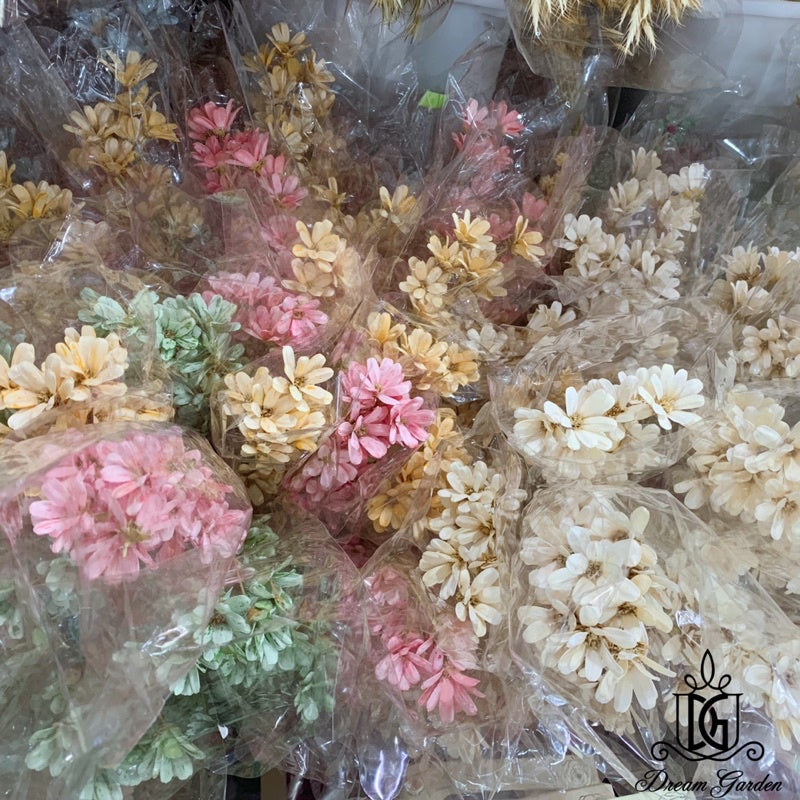 🇸🇬[SG Stock]Preserved Flowers Dried Flower Melon seed  Flowers Handmade Japanese Wood Flowers Singapore Local Wholesale
