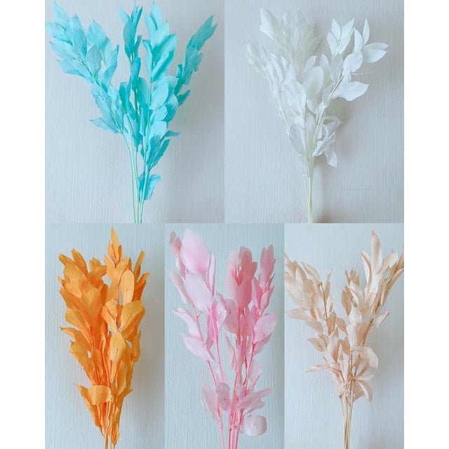 🇸🇬[SG Stock]Preserved Flowers Dried Flowers Preserved Ruscus Israeli Singapore Local Home Decoration/DIY/Wedding
