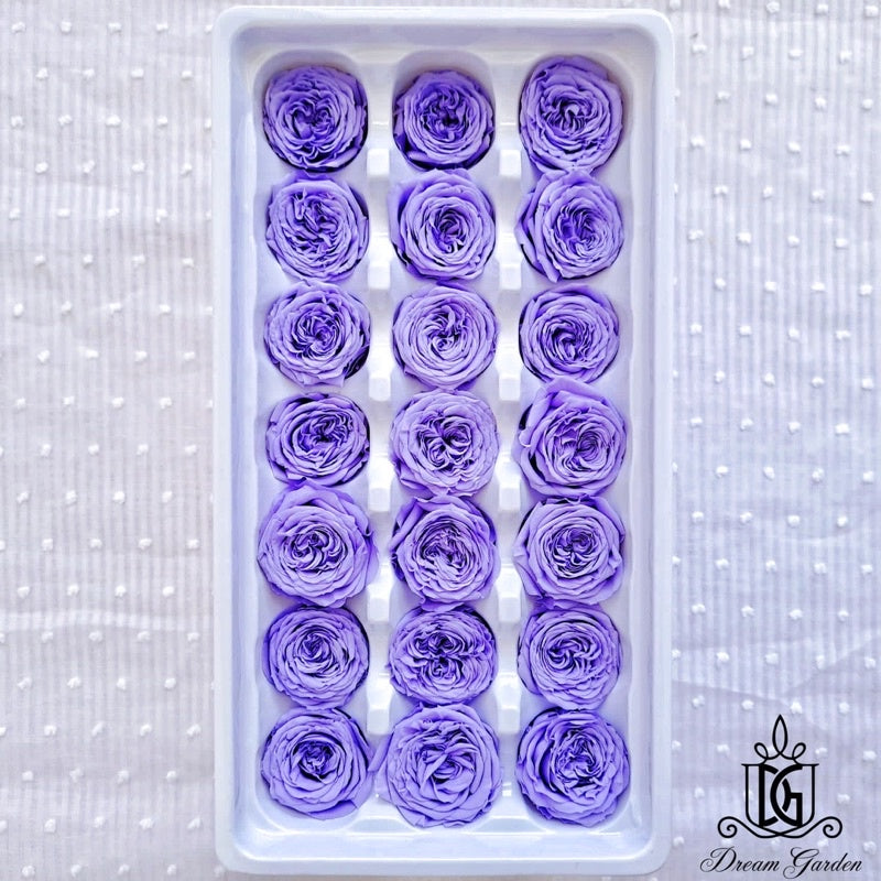 🇸🇬[SG Stock][Dream Garden]Grade A Preserved Austin Roses 2cm-3cm Preserved Flowers Home Decoration/DIY/Wedding/Dome