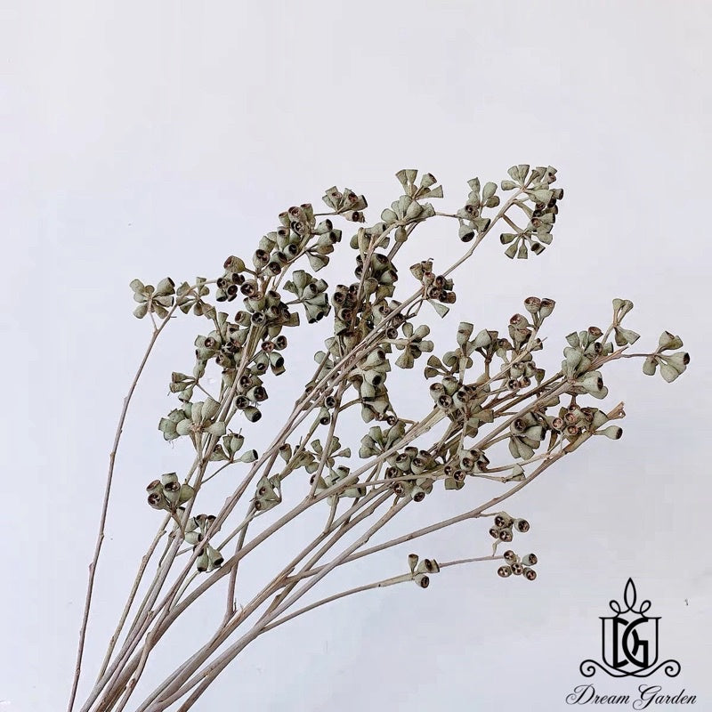 🇸🇬[SG Stock]Singapore Local Wholesaler Dream Garden Dried Fruits Preserved Leaves Dried Eucalyptus Fruit