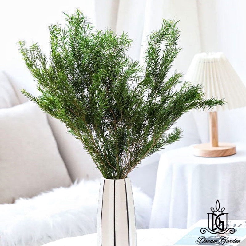 🇸🇬[SG Stock] SG Local Largest Wholesaler Preserved Melaleuca Bundle bracteata Suitable For Decoration/Wedding/DIY/Dome