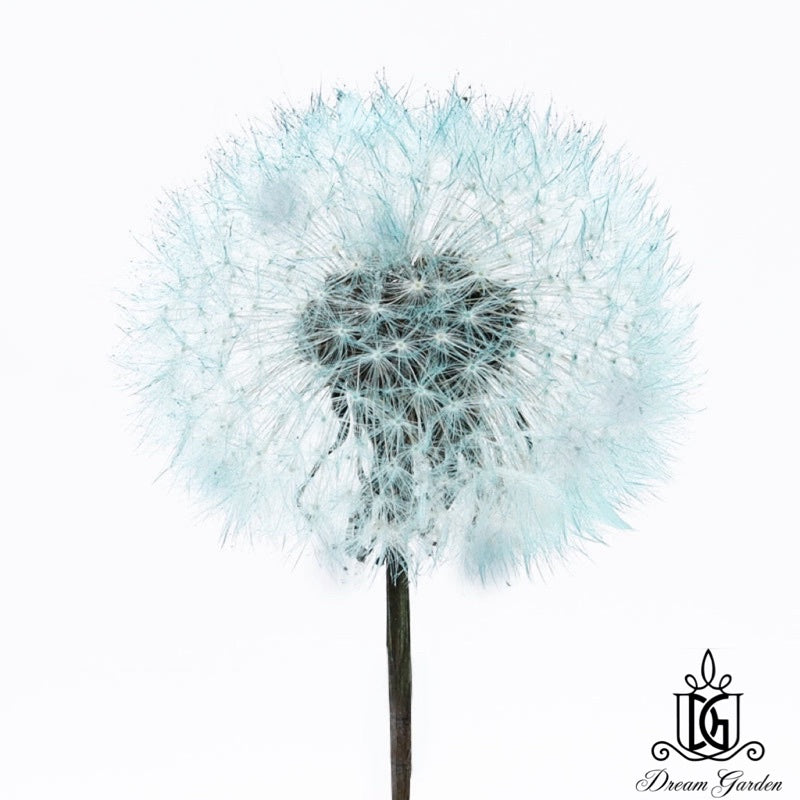 🇸🇬[SG Stock]Dream Garden Preserved Flowers Dried Flowers Preserved Dandelion Singapore Local Home Decoration/DIY/Wedding