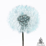Preserved Dandelion 2 | DreamGarden SG