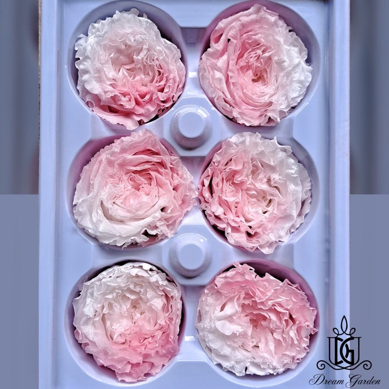 🇸🇬[SG Stock][Dream Garden]SG Stock New Arrival Preserved Flower Preserved Rose Preserved Peony Rose