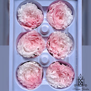 New Arrival Preserved Flower Preserved Rose Preserved | DreamGarden SG