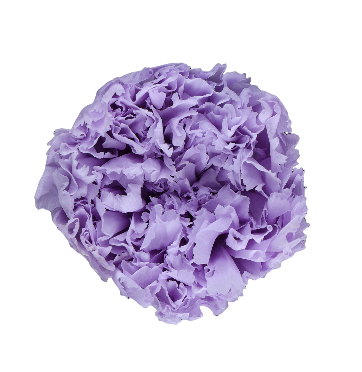 Carnation