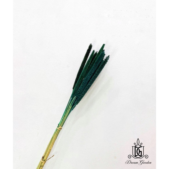 🇸🇬[SG Stock]Preserved Flowers Dried Flowers Preserved Babala Singapore Local Wholesaler Home Decoration/DIY/Wedding
