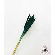 Preserved Babala | DreamGarden SG