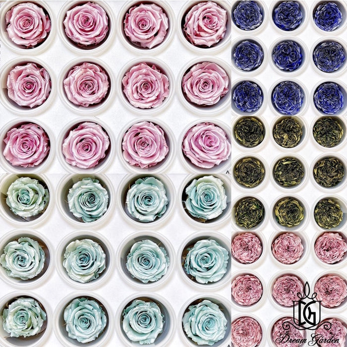 Pearl Color RoseAmor Austin Japanese Preserved Roses | DreamGarden SG