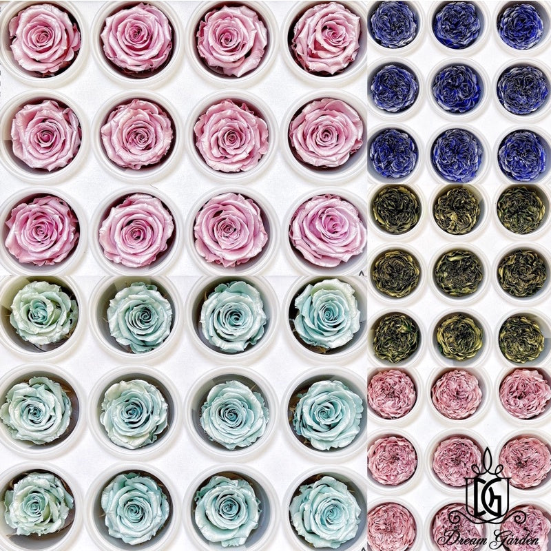🇸🇬[SG Stock] Pearl Color RoseAmor Austin Japanese Preserved Roses Ecuador Preserved Roses Singapore Local Wholesalers