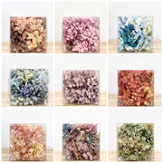 Hydrangea Preserved Flowers Grade A Preserved Hydrangeas | DreamGarden SG
