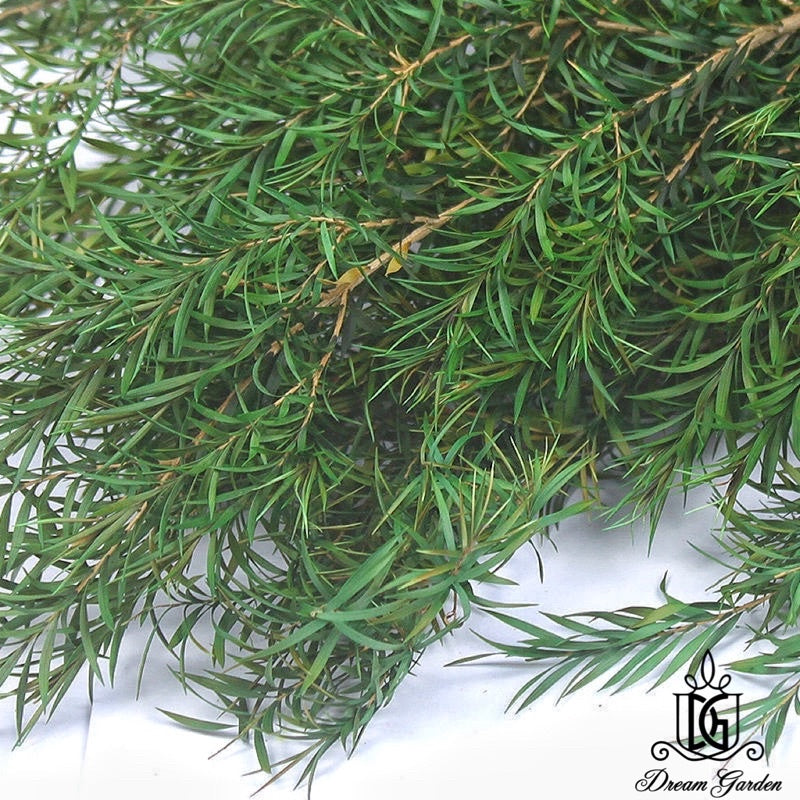 🇸🇬[SG Stock] SG Local Largest Wholesaler Preserved Melaleuca Bundle bracteata Suitable For Decoration/Wedding/DIY/Dome