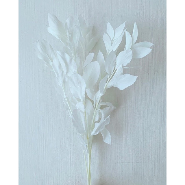 🇸🇬[SG Stock]Preserved Flowers Dried Flowers Preserved Ruscus Israeli Singapore Local Home Decoration/DIY/Wedding