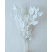 Preserved Ruscus Israeli | DreamGarden SG