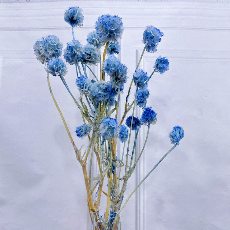 🇸🇬[SG Stock]Preserved Flowers Dried Flowers Dried Scabiosa Pods Flowers Suitable for House Decoration/Florist/Wedding