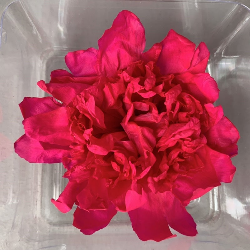 🇸🇬[SG Stock][Dream Garden]Preserved Peony Preserved Paeonia Lactiflora Preserved Flowers Home Decoration/DIY/Wedding