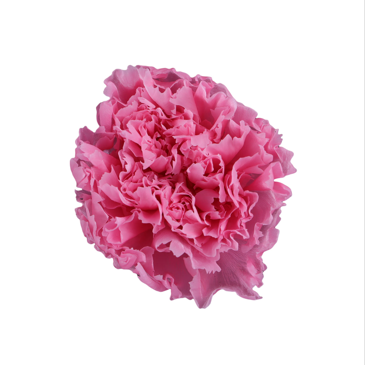 Carnation