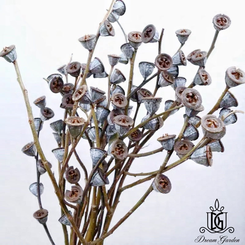 🇸🇬[SG Stock]Singapore Local Wholesaler Dream Garden Dried Fruits Preserved Leaves Dried Eucalyptus Fruit
