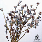 Dried Fruits Preserved Leaves Dried Eucalyptus Fruit | DreamGarden SG