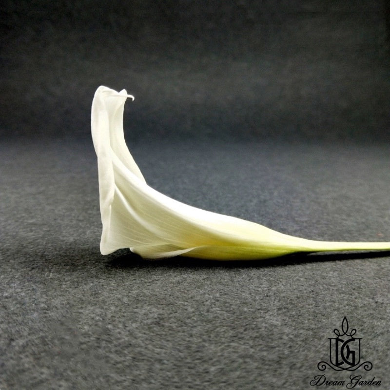🇸🇬[SG Stock][Dream Garden] SG Local Preserved Calla Lily Preserved Flowers Suitable For Decoration/Wedding/DIY/Dome