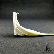 Preserved Calla Lily | DreamGarden SG