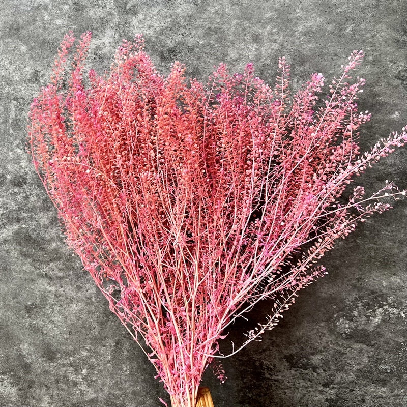 🇸🇬[SG Stock]Preserved Flowers  Dried Flower Preserved Penny Cress Thlaspi Singapore Local Home Decoration/DIY/Weddingpop