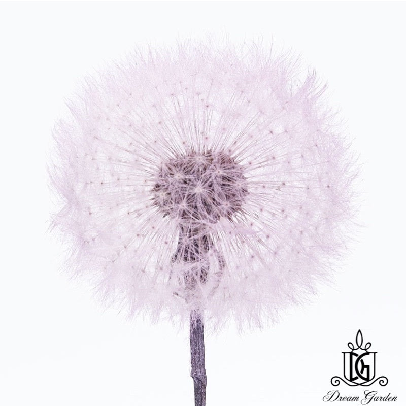 🇸🇬[SG Stock]Dream Garden Preserved Flowers Dried Flowers Preserved Dandelion Singapore Local Home Decoration/DIY/Wedding