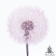 Preserved Dandelion 2 | DreamGarden SG