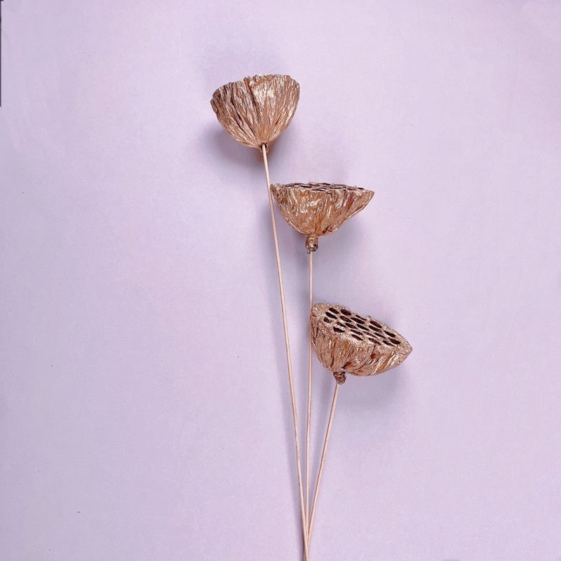 🇸🇬[SG Stock]Preserved Flowers Dried Flowers Gold Dried Lotus Pod Singapore Local Wholesaler Home Decoration/DIY/Wedding