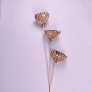 Preserved Flowers Gold Dried Lotus Pod | DreamGarden SG