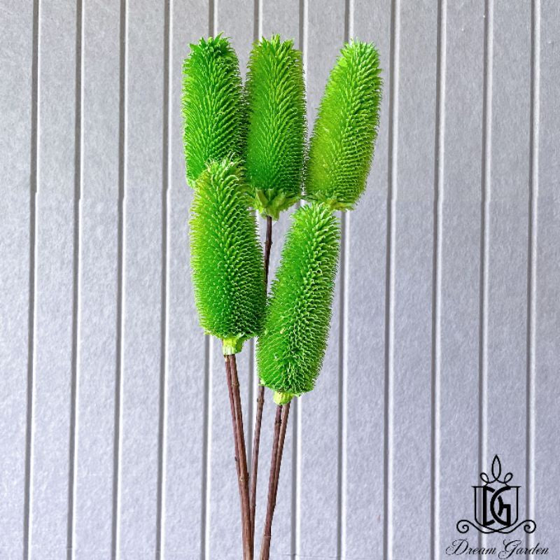 🇸🇬[SG Stock]Preserved Flowers Dried Flowers Dried Thistle Heads Singapore Local Wholesalers Home Decoration/DIY/Wedding