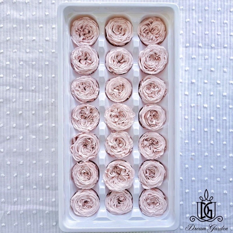 🇸🇬[SG Stock][Dream Garden]Grade A Preserved Austin Roses 2cm-3cm Preserved Flowers Home Decoration/DIY/Wedding/Dome