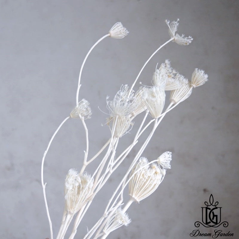 🇸🇬[SG Stock][Dream Garden]Dried Wild Fennel Dried Ammi Majus Dried Flowers Home Decoration/DIY/Wedding/Dome