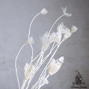 Dried Wild Fennel Dried Ammi Majus Dried Flowers | DreamGarden SG