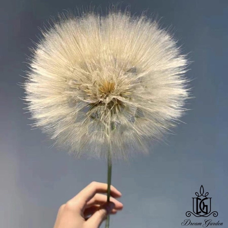 🇸🇬[SG Stock]Dream Garden Preserved Flowers Dried Flowers Preserved Giant Dandelion Singapore Local Wholesaler