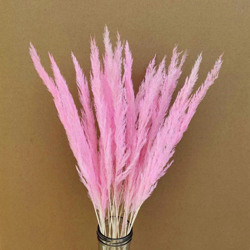 🇸🇬[SG Stock]Preserved Flowers Dried Flowers Preserved Mini Pampas Singapore Local Wholesaler Home Decoration/DIY/Wedding