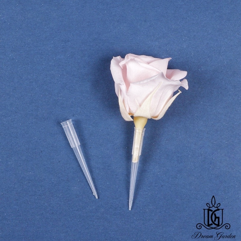 🇸🇬[SG Stock]New Arrival Preserved Flowers Stem Dried Flower Stem Floral Stalk 100gram Packing Floral Stem DIY Decor