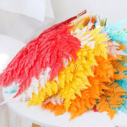 Preserved Rainbow Fern Dried Flowers Preserved | DreamGarden SG
