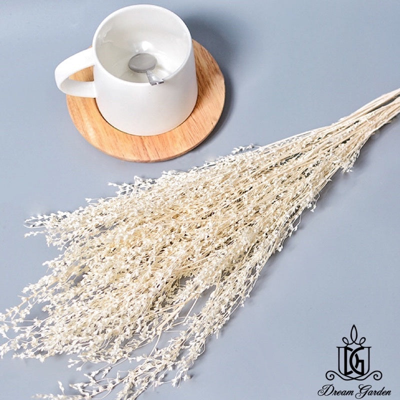🇸🇬[SG Stock]SG Local Largest Wholesaler Dried White Grass Dried Flowers Suitable For Decoration/Wedding/DIY/Dome/Flora