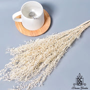 Dried White Grass Dried Flowers | DreamGarden SG