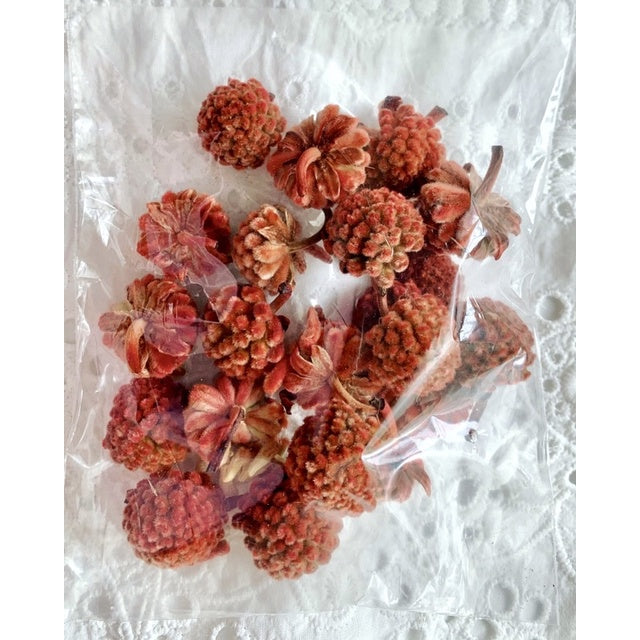 🇸🇬[SG Stock]Preserved Flowers Dried Flowers Dried Fruits Singapore Local Wholesalers Home Decoration/DIY/Wedding
