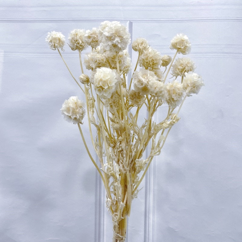 🇸🇬[SG Stock]Preserved Flowers Dried Flowers Dried Scabiosa Pods Flowers Suitable for House Decoration/Florist/Wedding