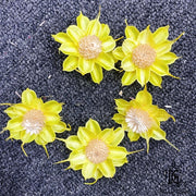 New Arrival Dried Flower Sola Flowers Wood Flower 3 | DreamGarden SG