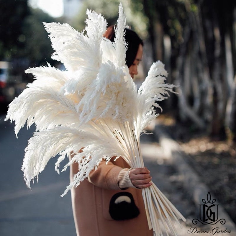 🇸🇬[SG Stock]Singapore Local Naturally Dried Fluffy Pampas Grass Home Decoration Flower Arrangement Reed Bouquet