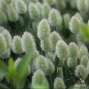Dried Flowers Mini Natural Color Bunny tail Grass For | DreamGarden SG