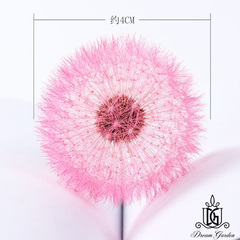 🇸🇬[SG Stock]Dream Garden Preserved Flowers Dried Flowers Preserved Dandelion Singapore Local Home Decoration/DIY/Wedding