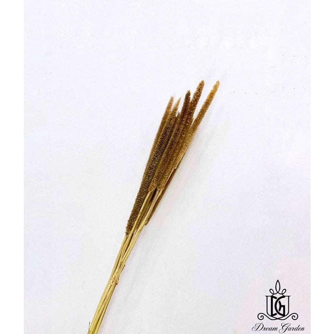 🇸🇬[SG Stock]Preserved Flowers Dried Flowers Preserved Babala Singapore Local Wholesaler Home Decoration/DIY/Wedding